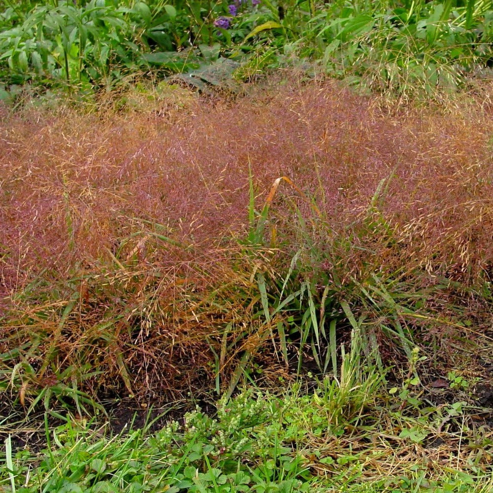 Ruby Silk Lovegrass Seeds