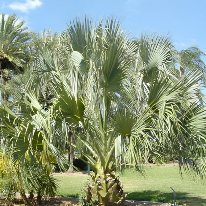 Sabal Palm Seeds — Montana Seed Farmer