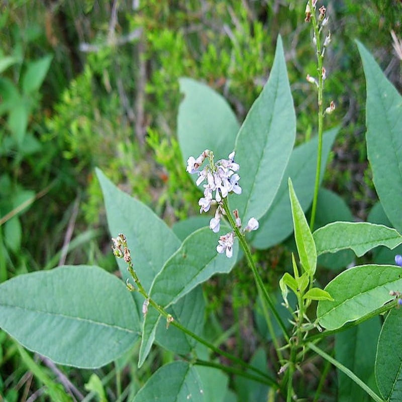 Sanfoin Blue Purple Legume Seeds