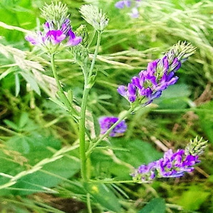 Sativa Forage Flower Seeds