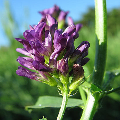 Sativa Forage Flower Seeds