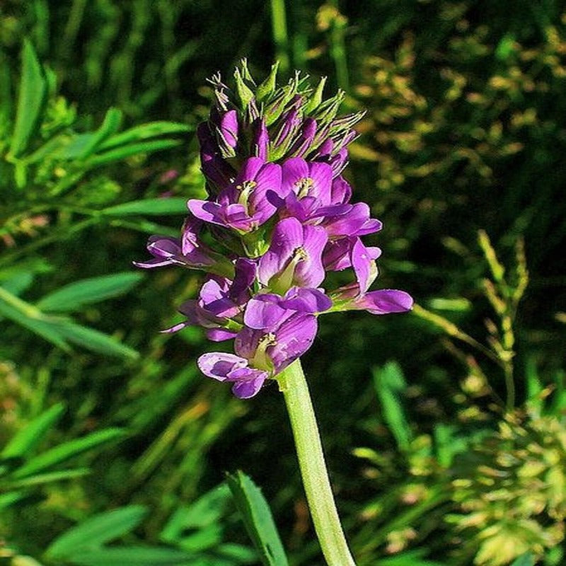 Sativa Forage Flower Seeds