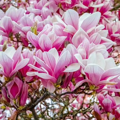 Saucer Magnolia Tree Seeds