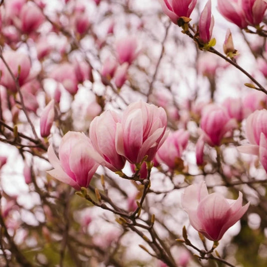 Saucer Magnolia Tree Seeds