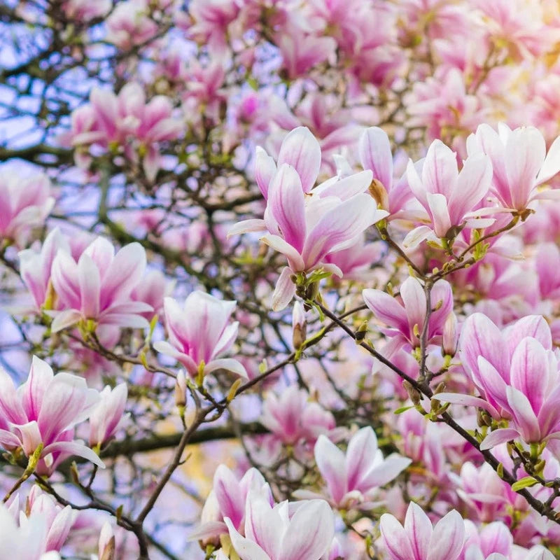 Saucer Magnolia Tree Seeds