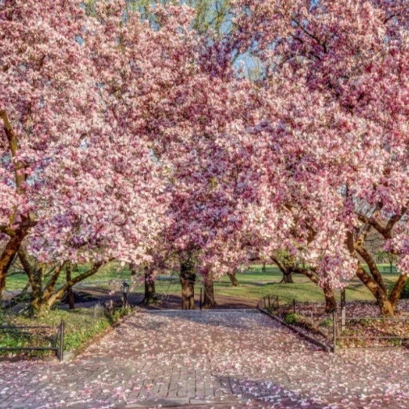 Saucer Magnolia Tree Seeds