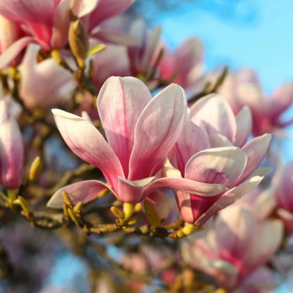 Saucer Magnolia Tree Seeds