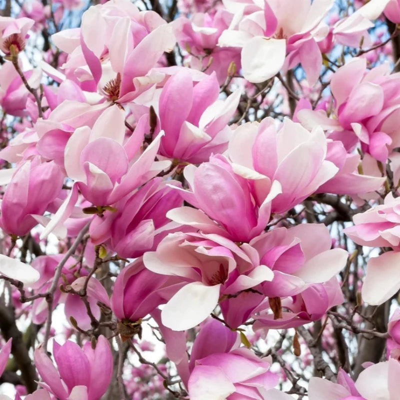 Saucer Magnolia Tree Seeds