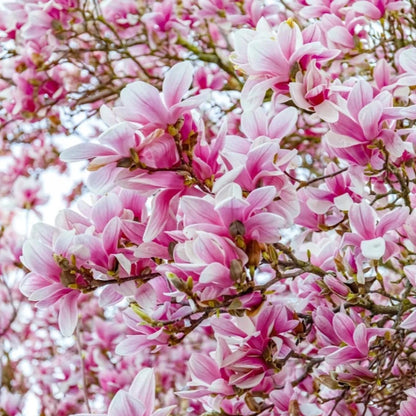 Saucer Magnolia Tree Seeds