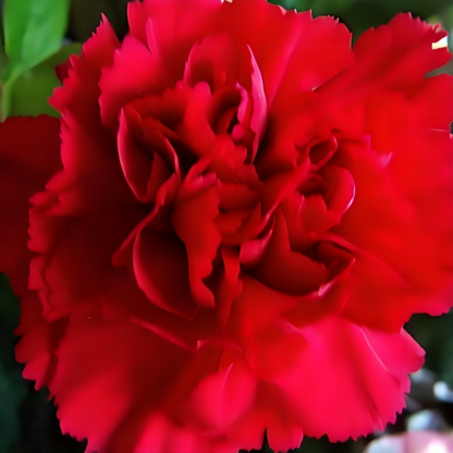 Scarlet Carnation Flower Seeds