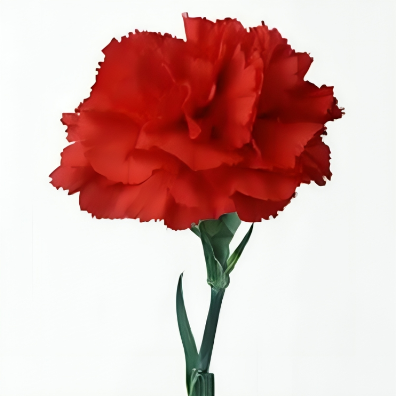 Scarlet Carnation Flower Seeds