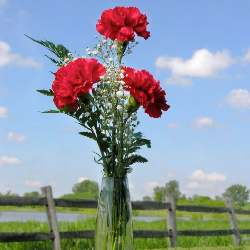 Scarlet Carnation Flower Seeds