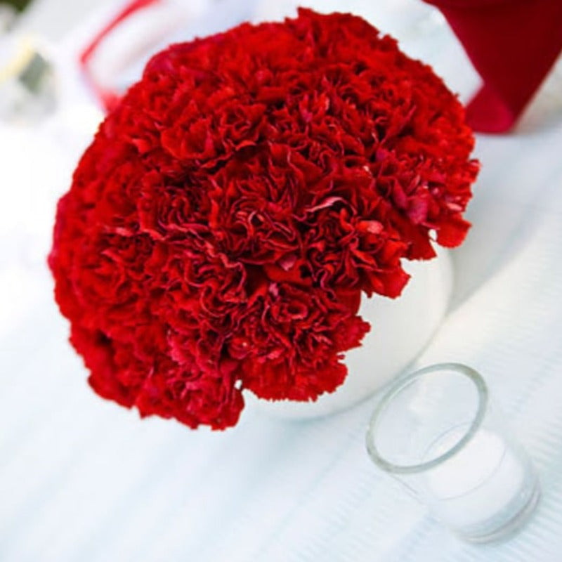 Scarlet Carnation Flower Seeds