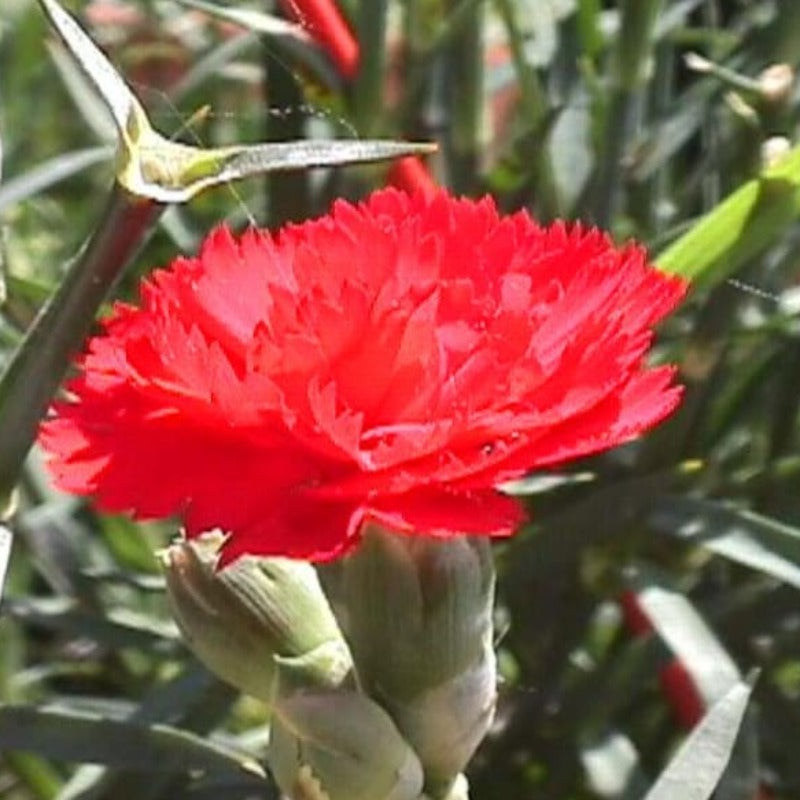 Scarlet Carnation Flower Seeds