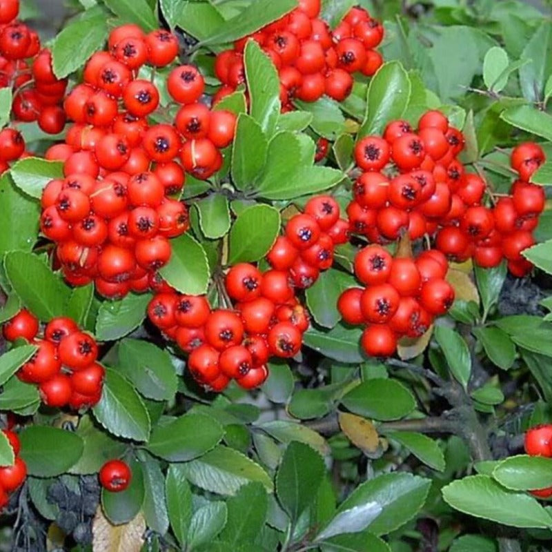 Scarlet Firethorn Bush Tree Seeds