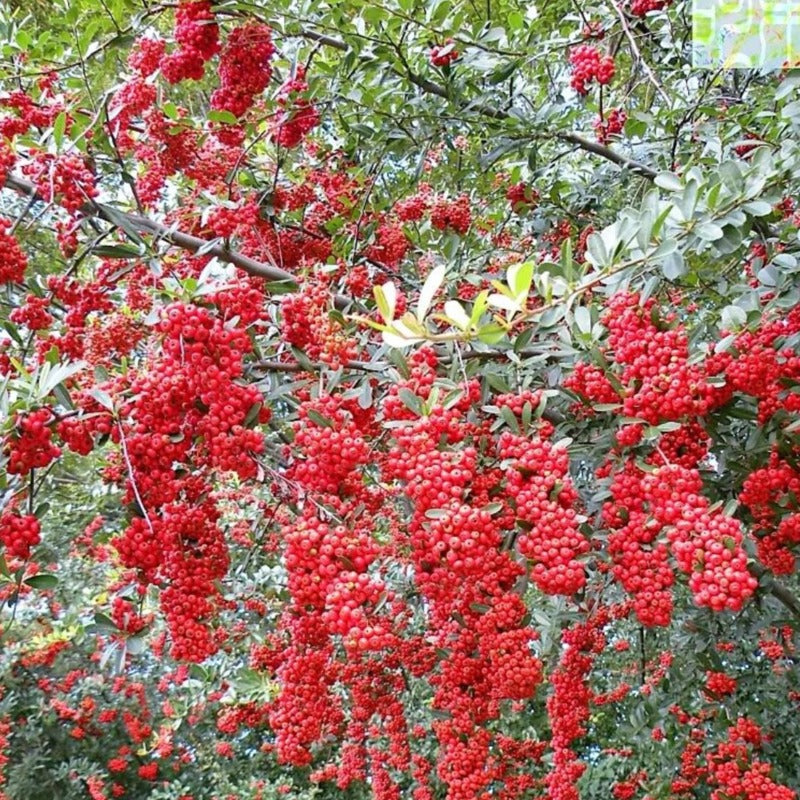 Scarlet Firethorn Bush Tree Seeds