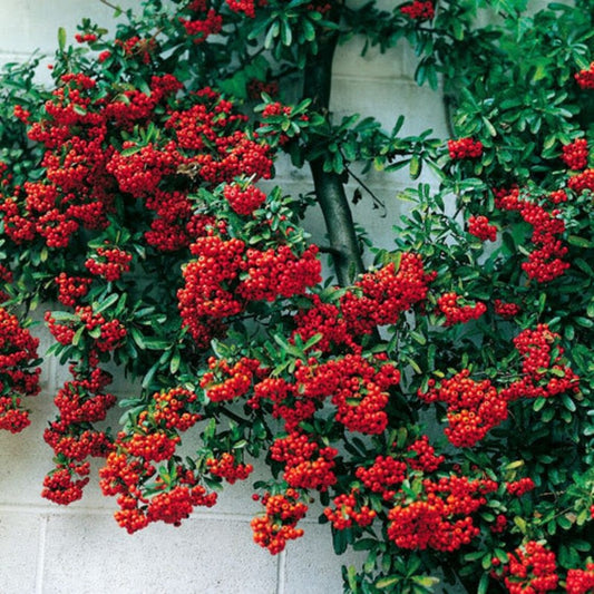 Scarlet Firethorn Bush Tree Seeds