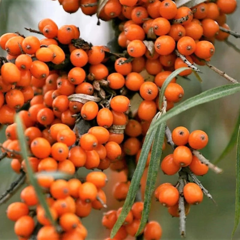 Seaberry Tree Seeds