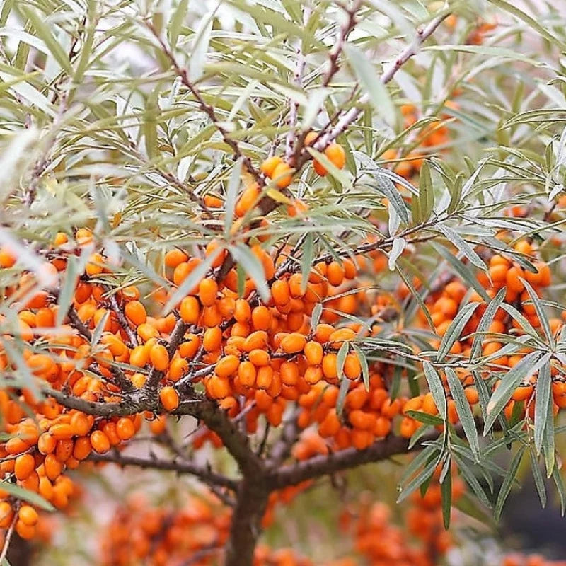 Seaberry Tree Seeds