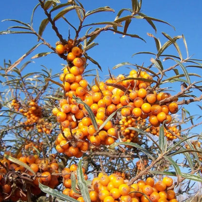 Seaberry Tree Seeds