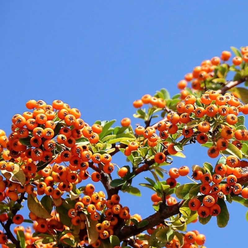 Seaberry Tree Seeds