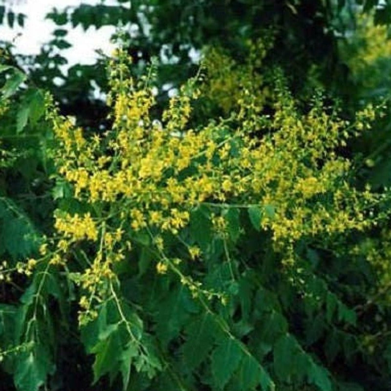 Shining Rain Tree Seeds