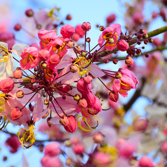 Shower Tree Seeds