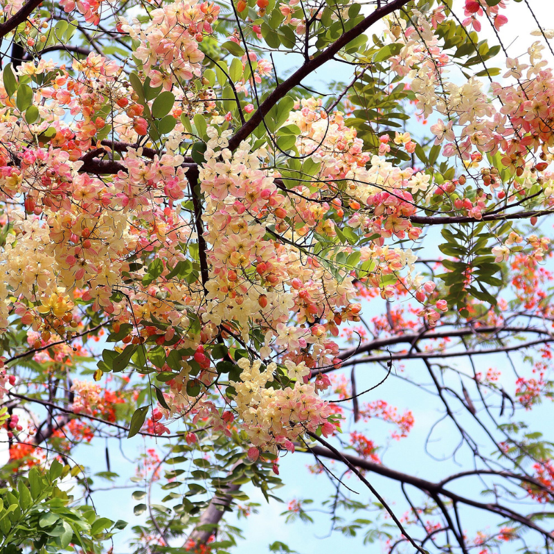 Shower Tree Seeds