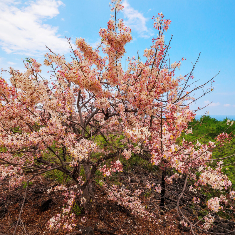 Shower Tree Seeds