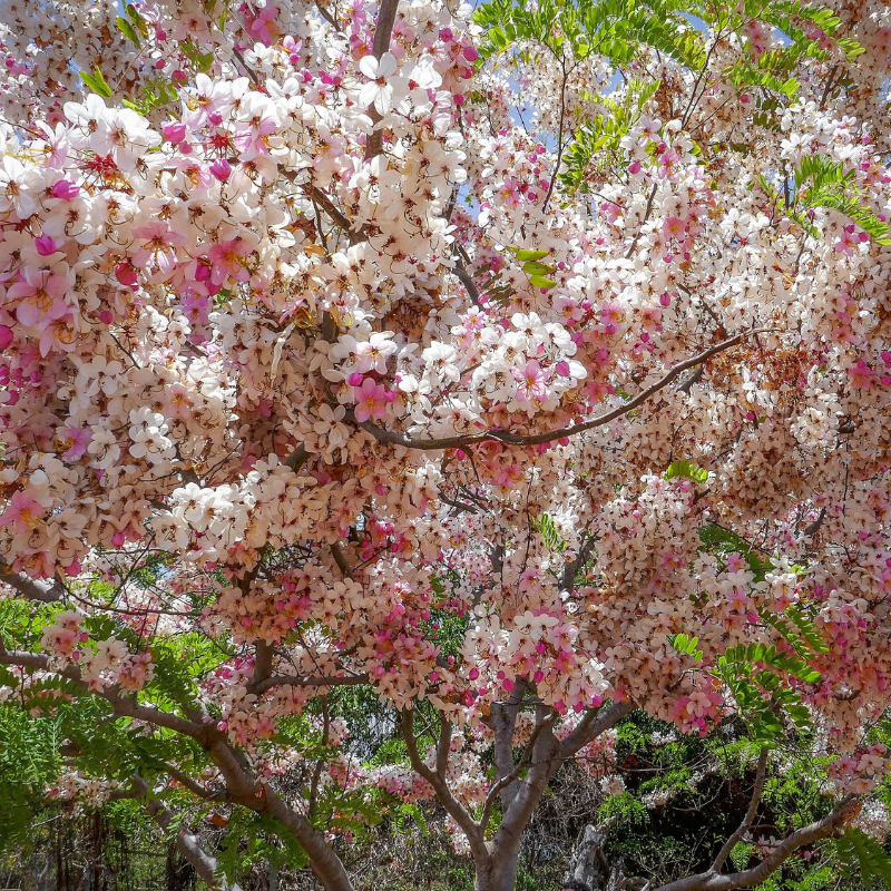 Shower Tree Seeds