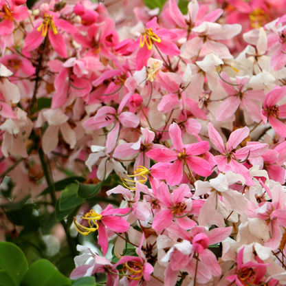 Shower Tree Seeds