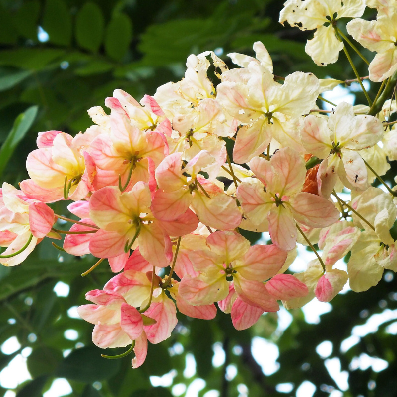 Shower Tree Seeds