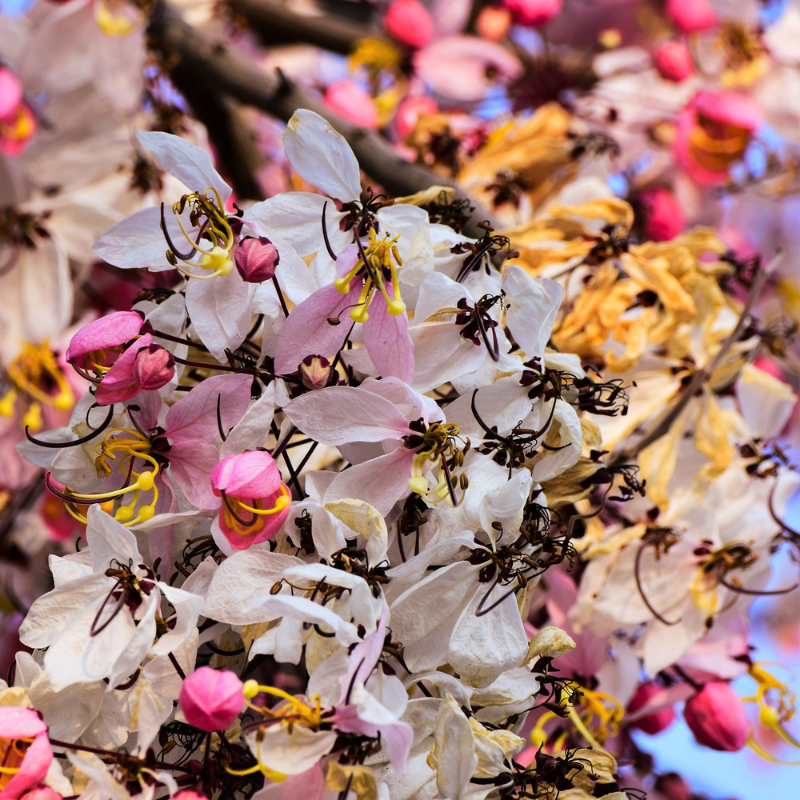 Shower Tree Seeds