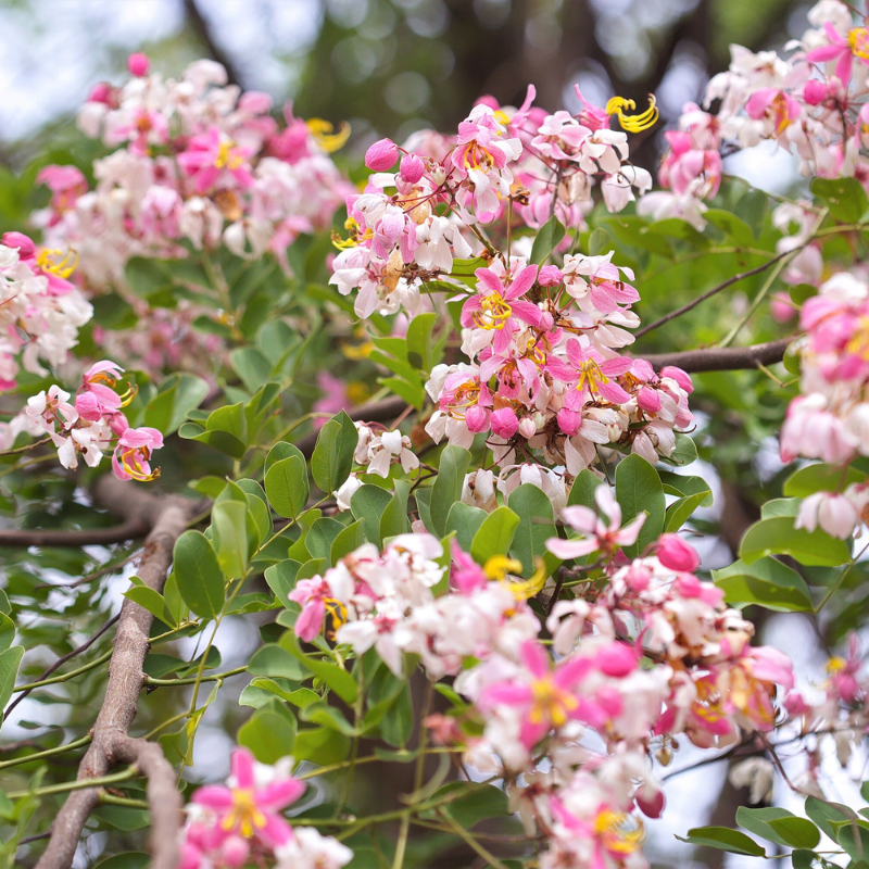 Shower Tree Seeds