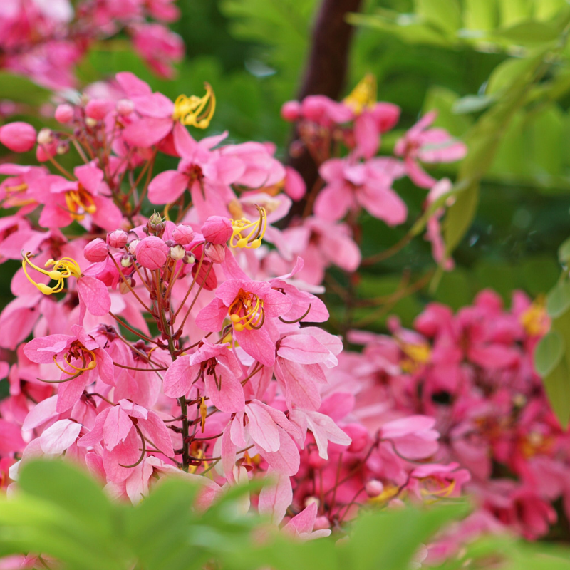 Shower Tree Seeds