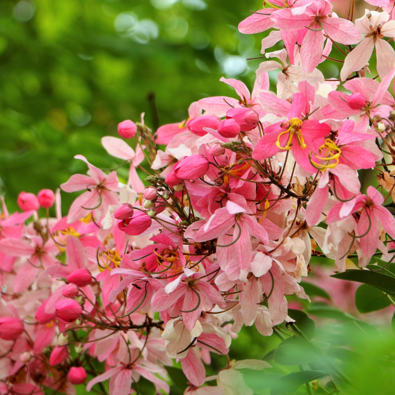 Shower Tree Seeds