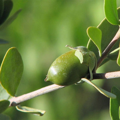 Simmondsia Chinensis Jojoba Seeds