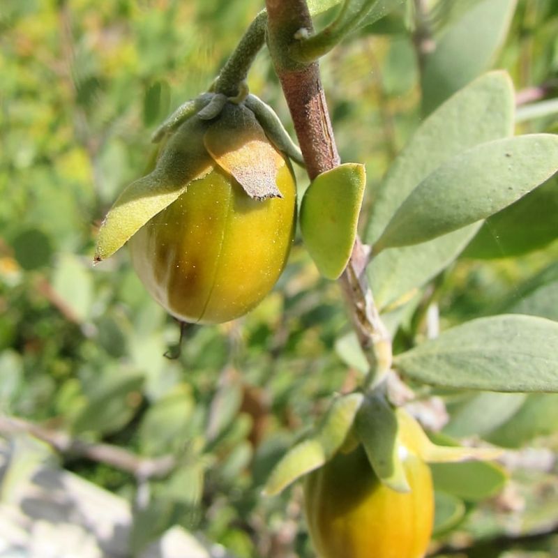 Simmondsia Chinensis Jojoba Seeds