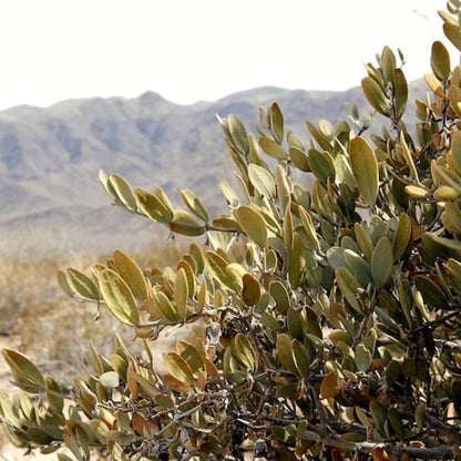 Simmondsia Chinensis Jojoba Seeds