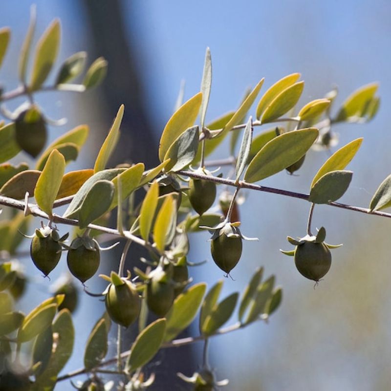 Simmondsia Chinensis Jojoba Seeds