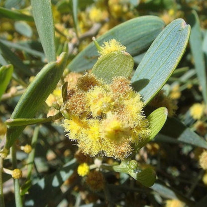 Simmondsia Chinensis Jojoba Seeds