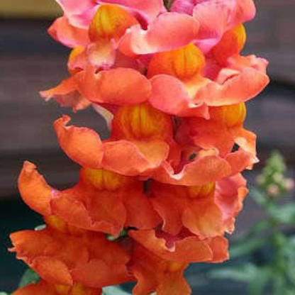 Snapdragon Corona Flower Seeds