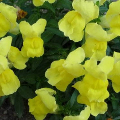 Snapdragon Corona Flower Seeds