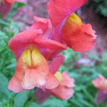 Snapdragon Corona Flower Seeds