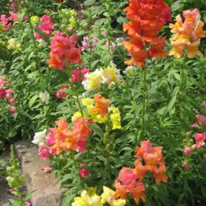 Snapdragon Corona Flower Seeds