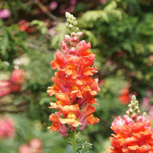 Snapdragon Flower Seeds