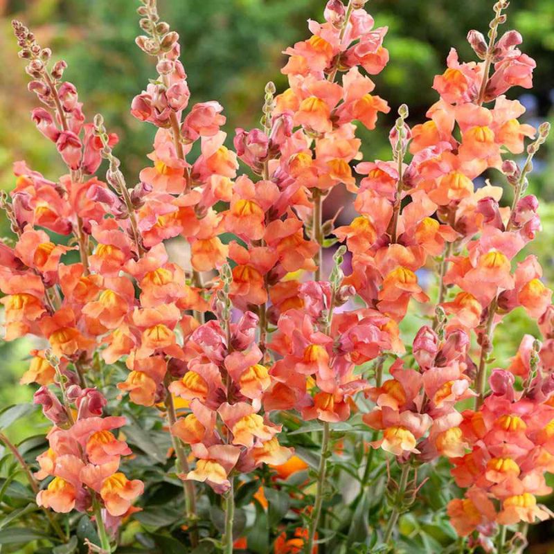 Snapdragon Flower Seeds