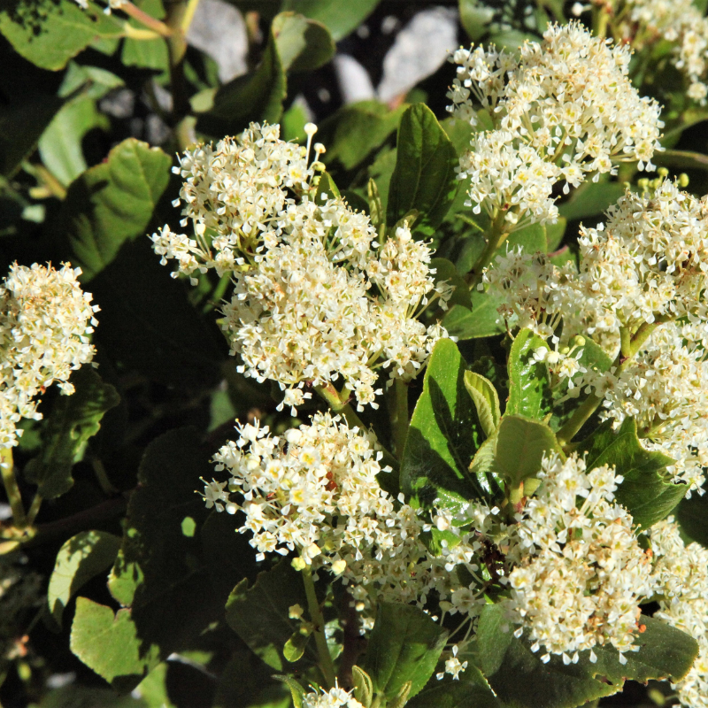 Snowbrush Tree Seeds