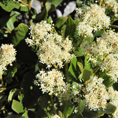 Snowbrush Tree Seeds