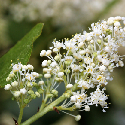 Snowbrush Tree Seeds